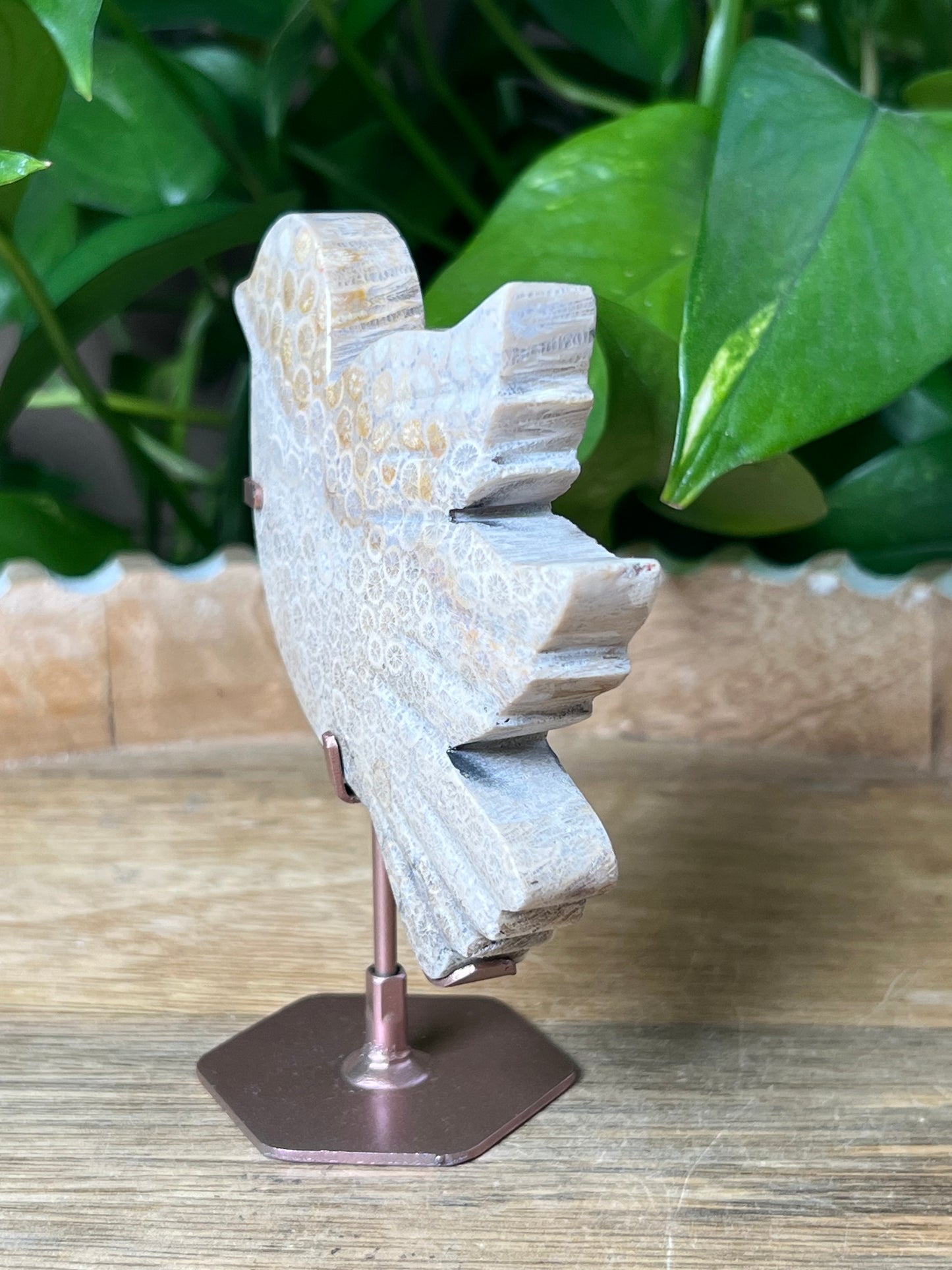 Fossil Coral Bird
