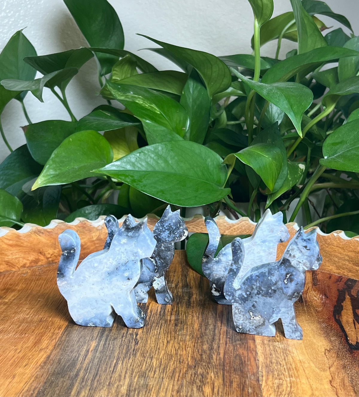 Blue Plume Agate Cats