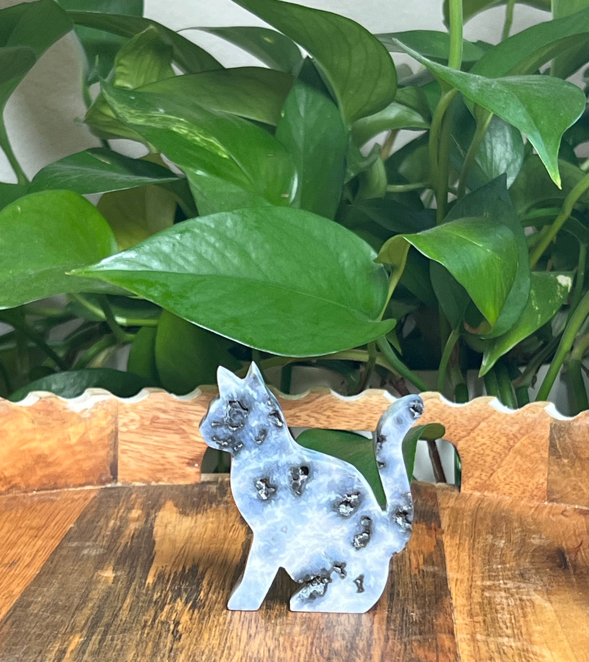 Blue Plume Agate Cats