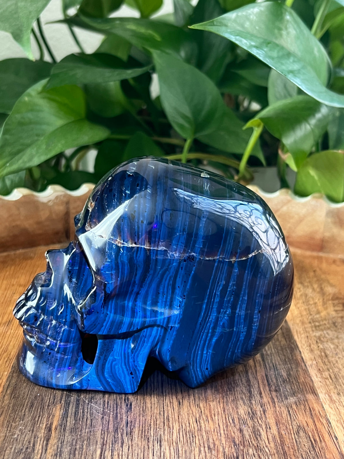 Blue Amber Skull: NX