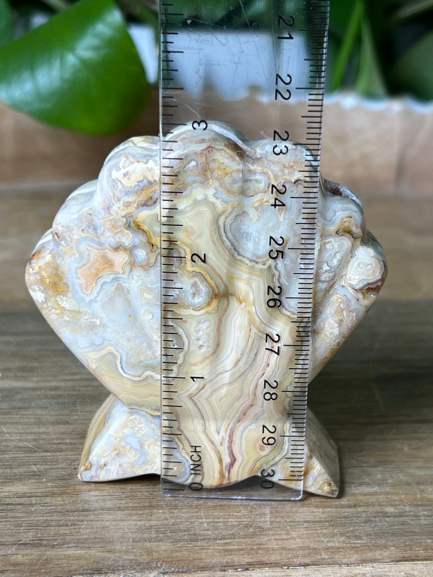 Crazy Lace Agate Shell