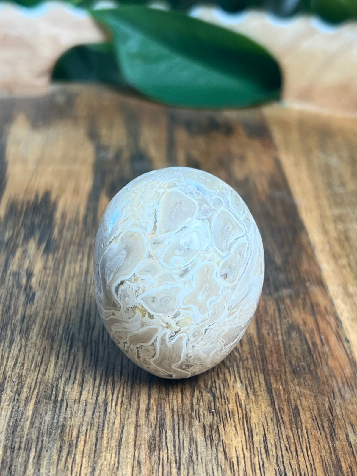 Palm Root Mini Skull: NB