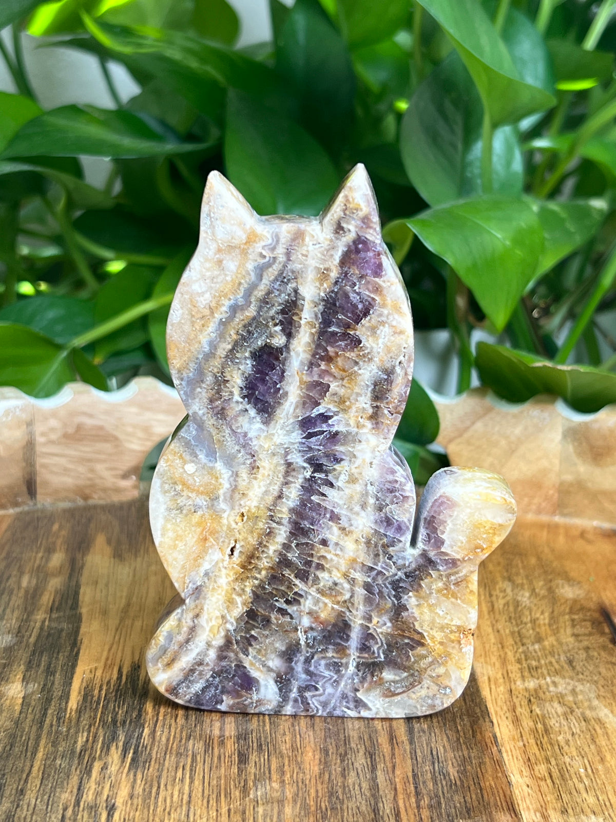 Indonesian Amethyst Cat: BC