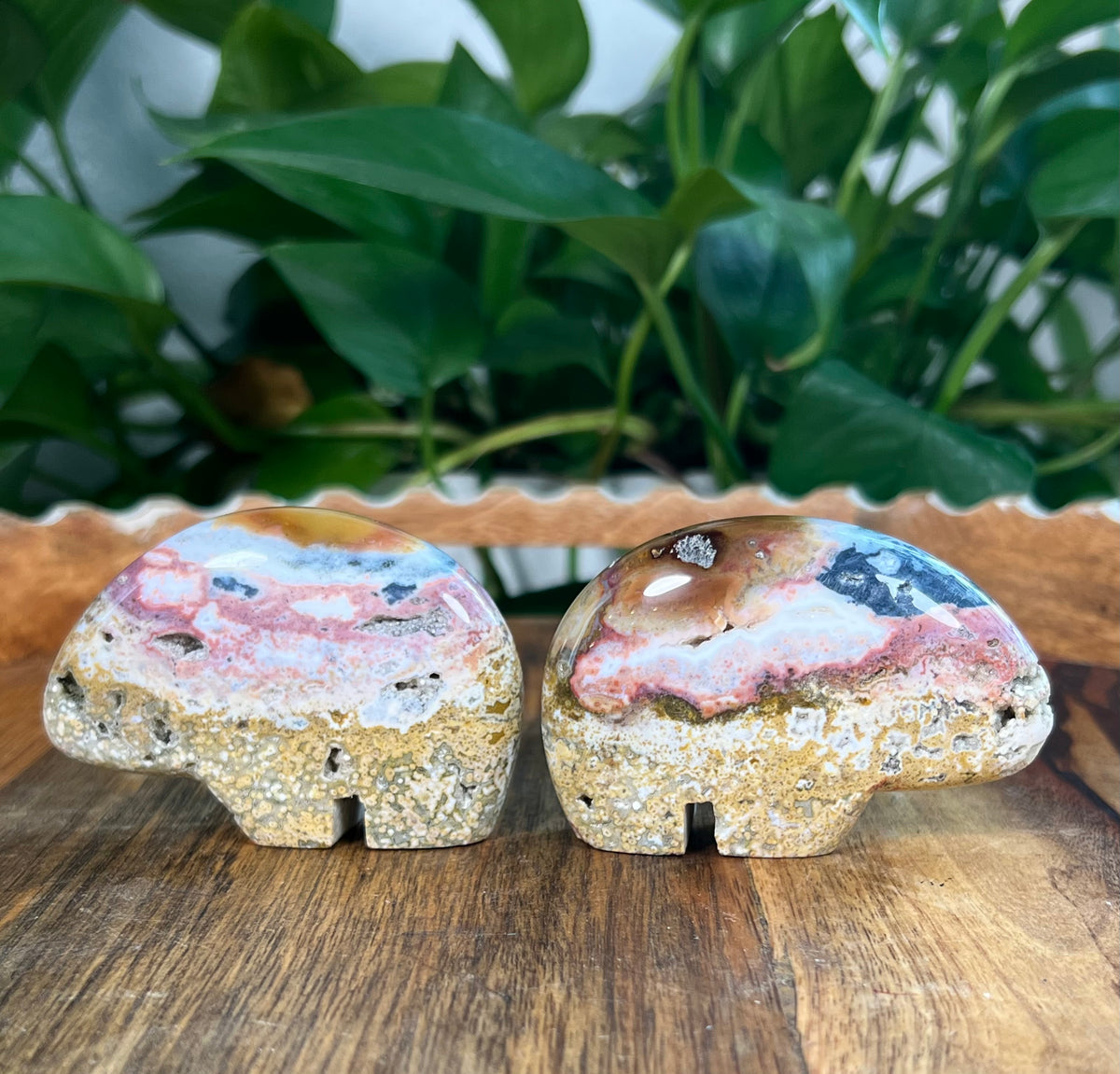 Sea Jasper Bears