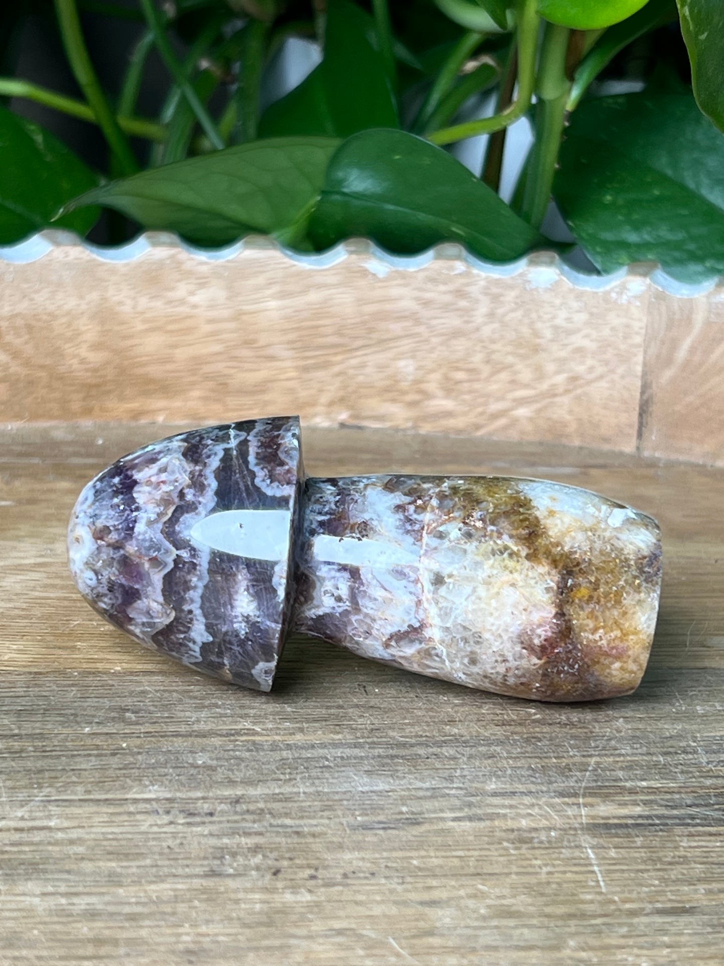 Indonesian Amethyst Mushroom: TC