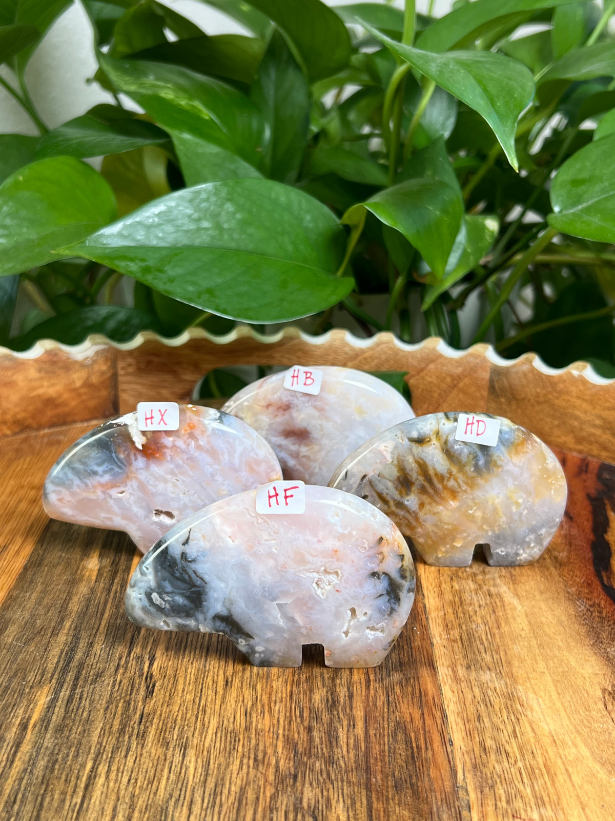 Rainbow Plume Agate Bears