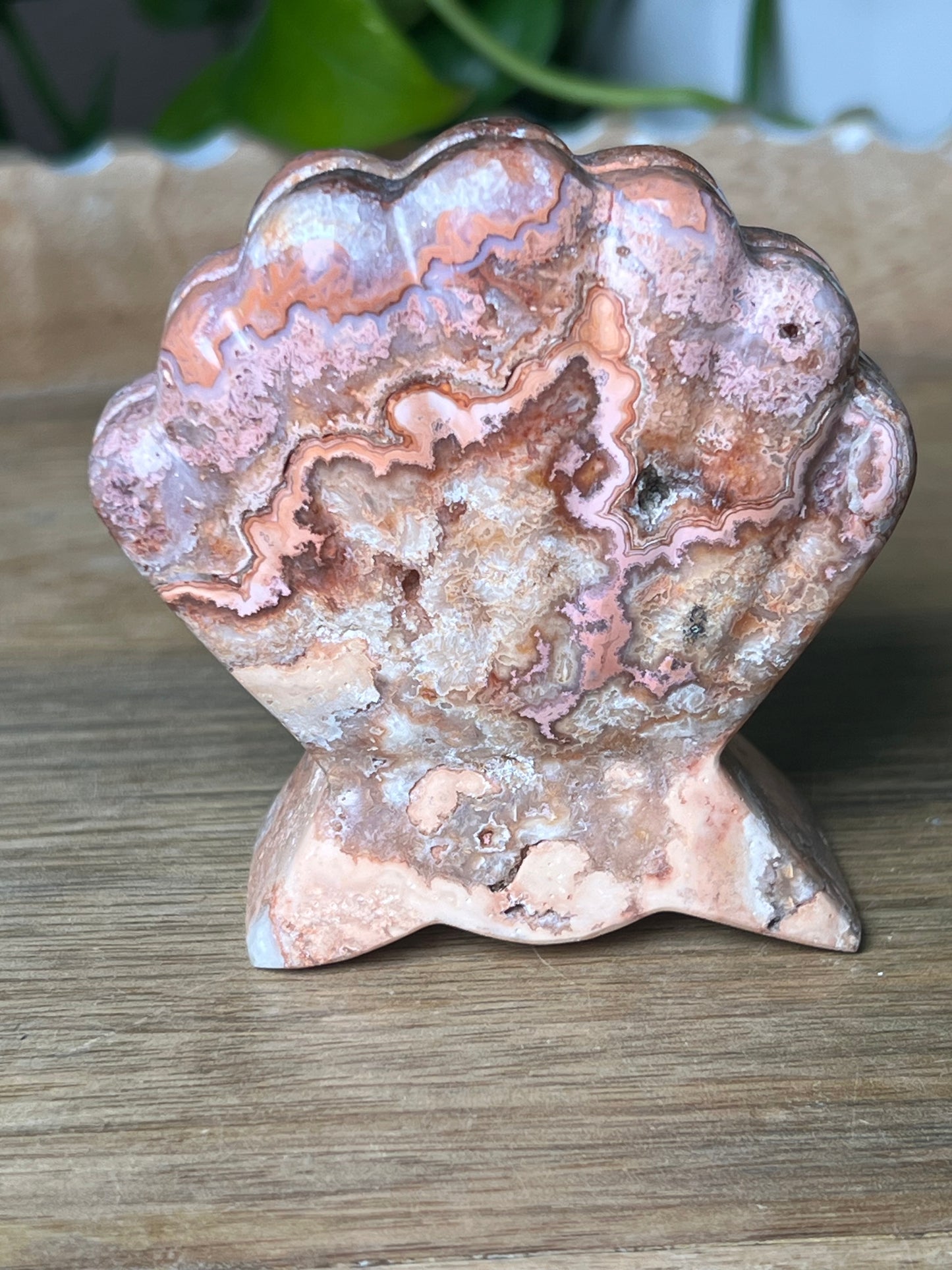 Crazy Lace Agate Shell