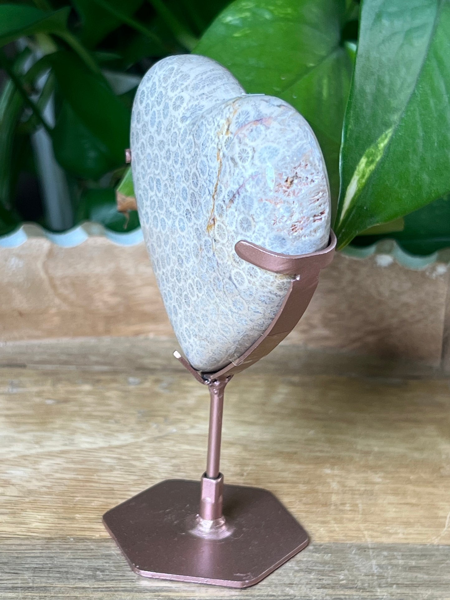 Fossil Coral Heart