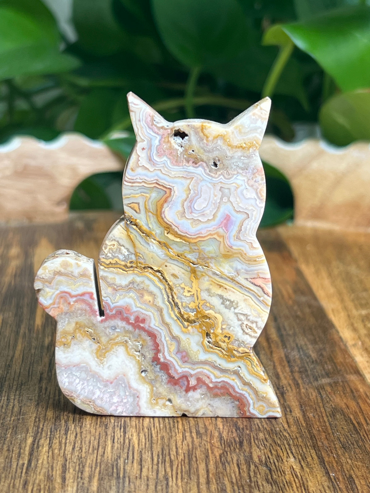 Crazy Lace Agate Cat: QE