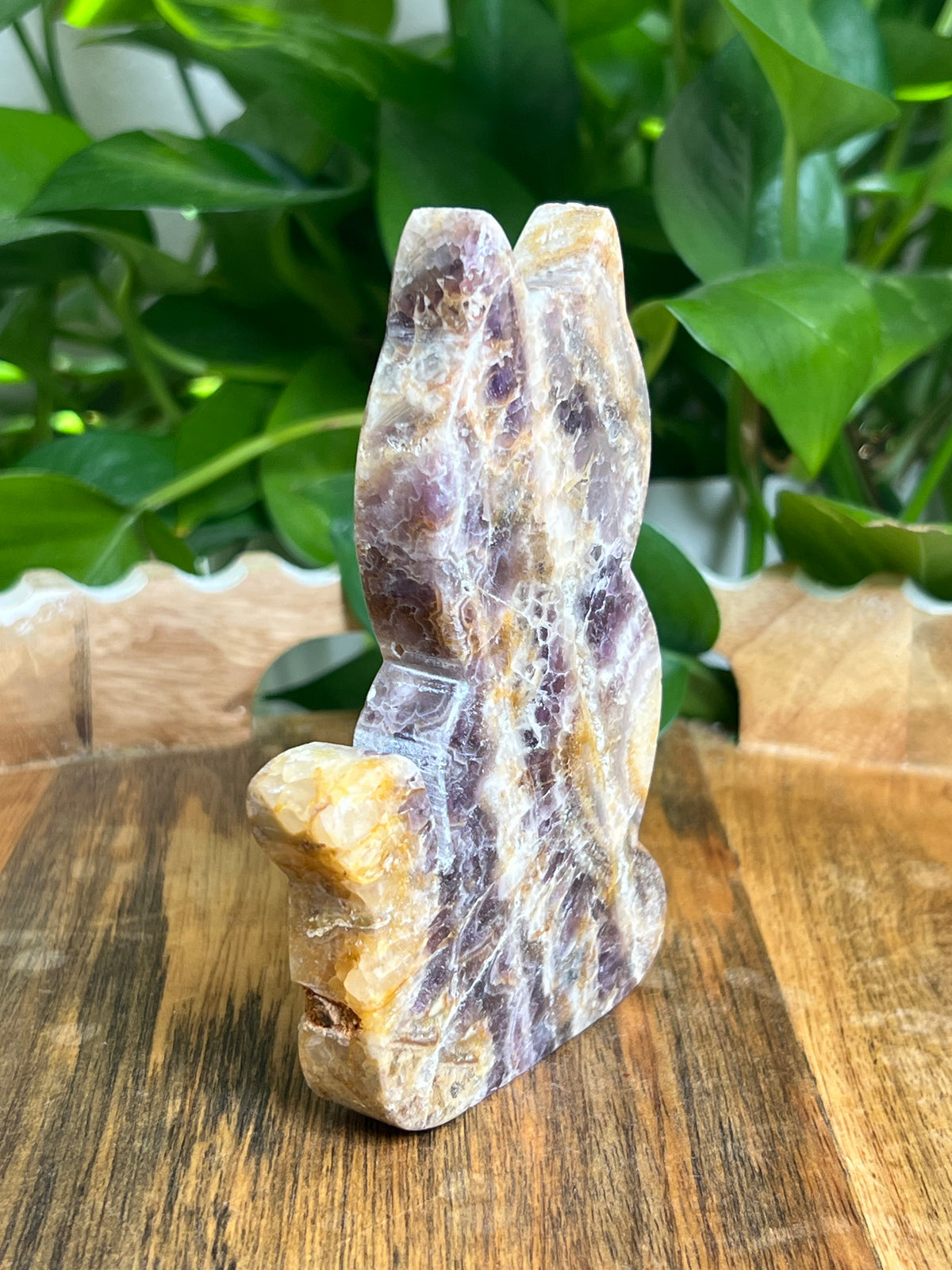 Indonesian Amethyst Cat: BC