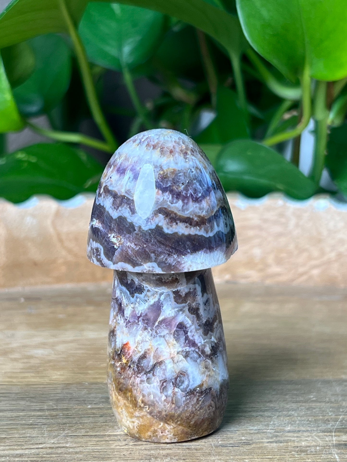 Indonesia Amethyst Mushroom: TG