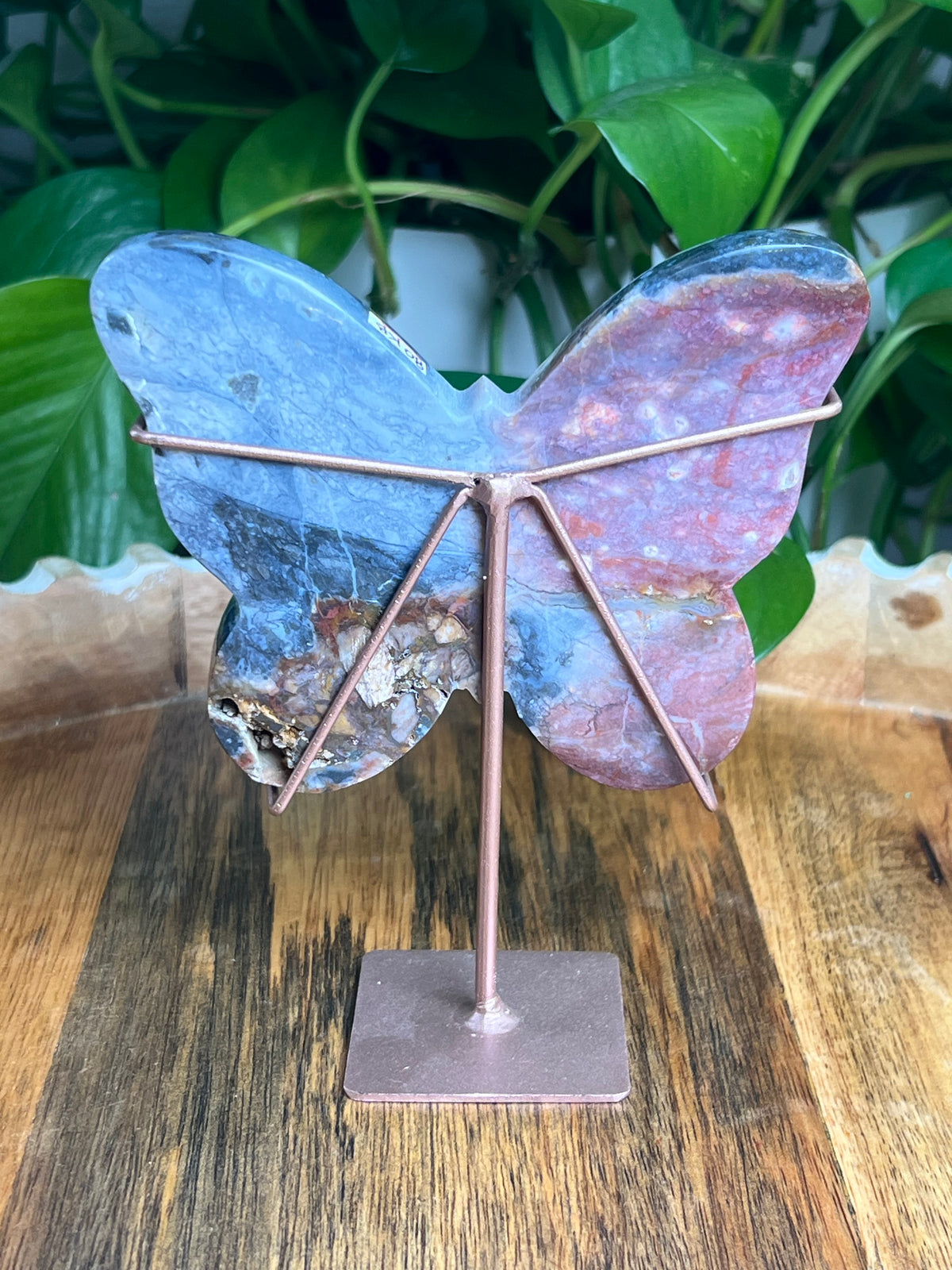 River Jasper Butterfly: KB