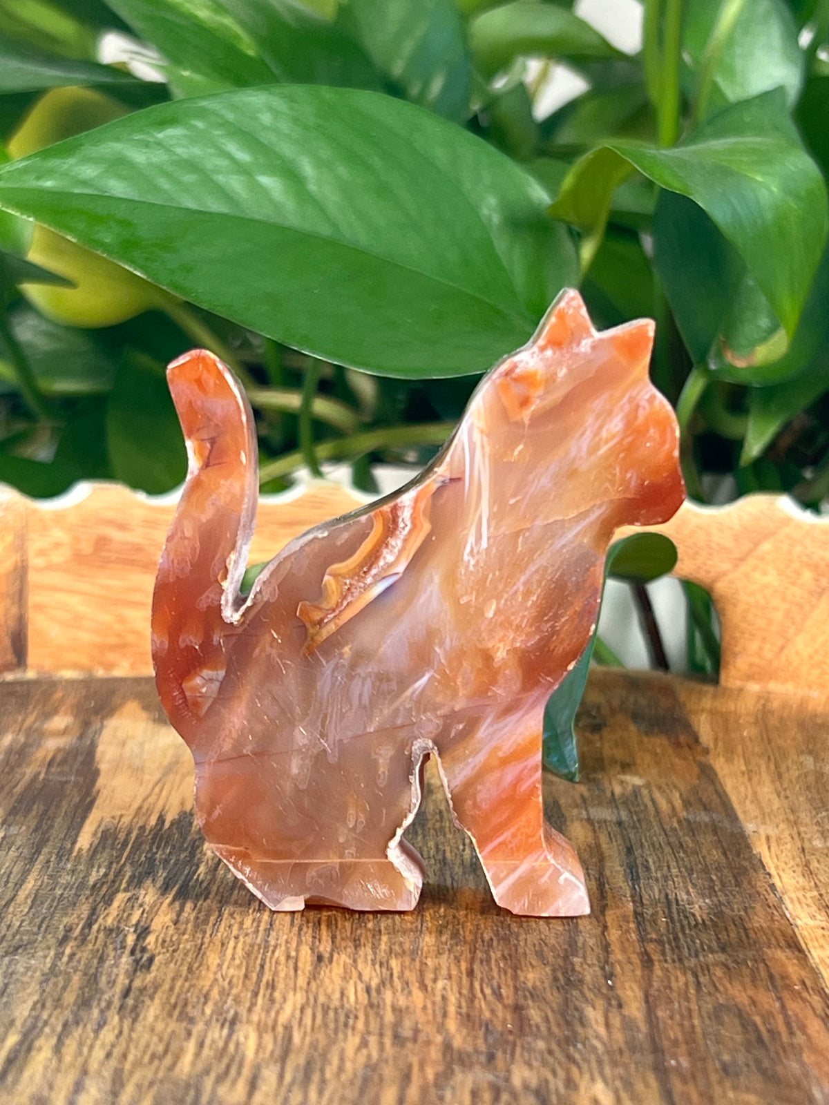 Carnelian Cats