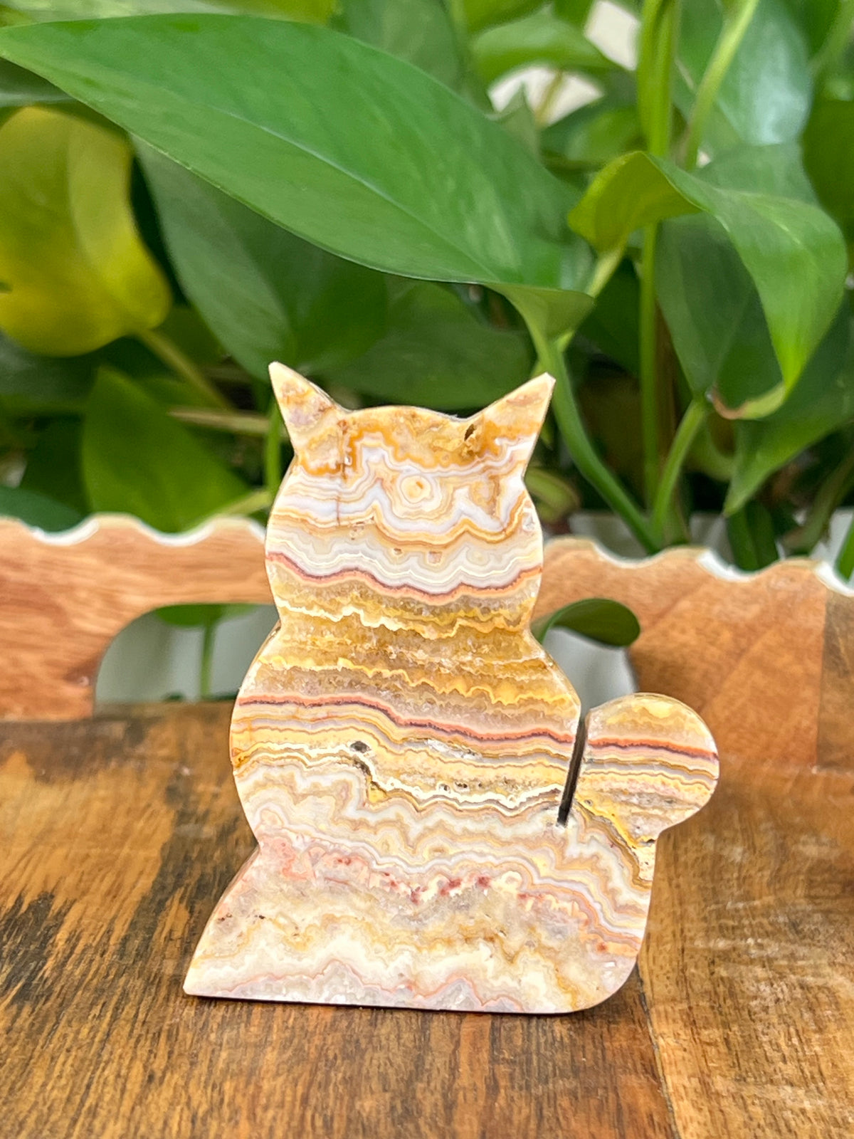 Crazy Lace Agate Cats