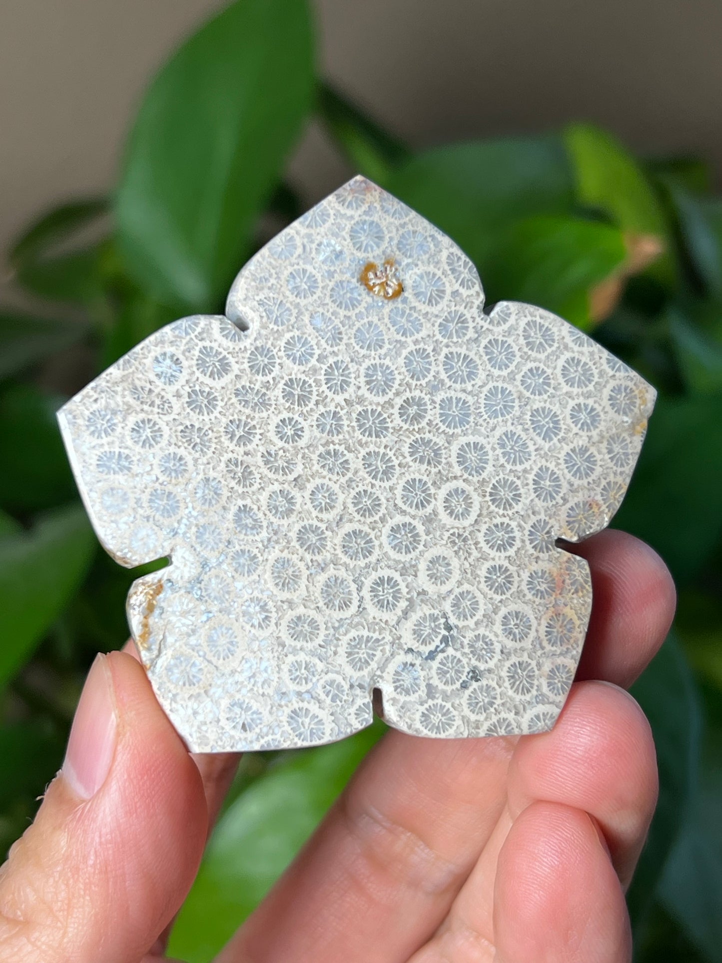 Fossil Coral Flower