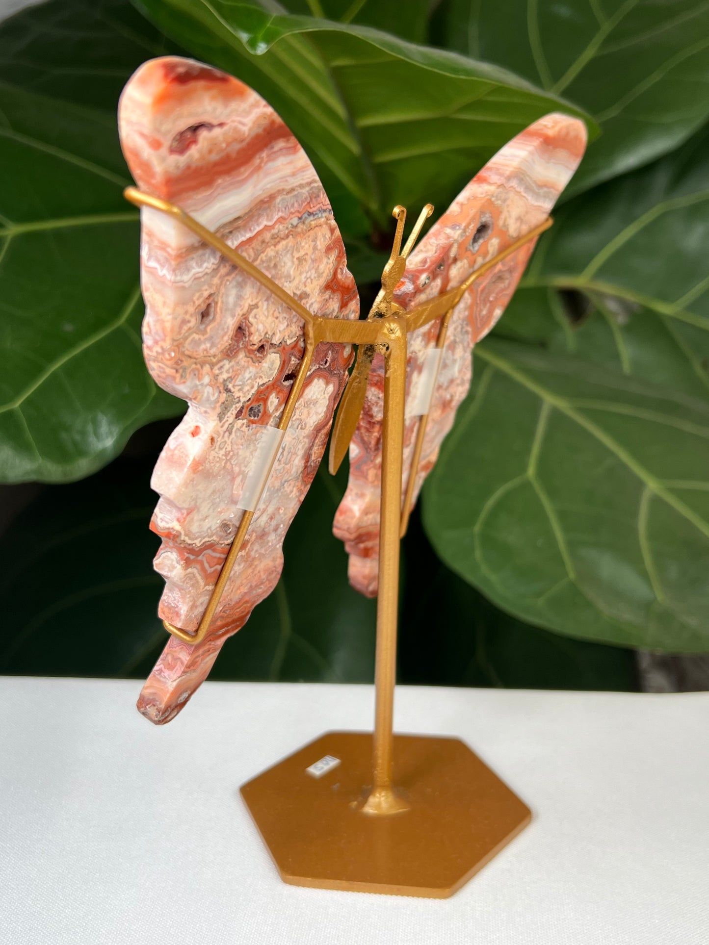 Crazy Lace Agate Wings