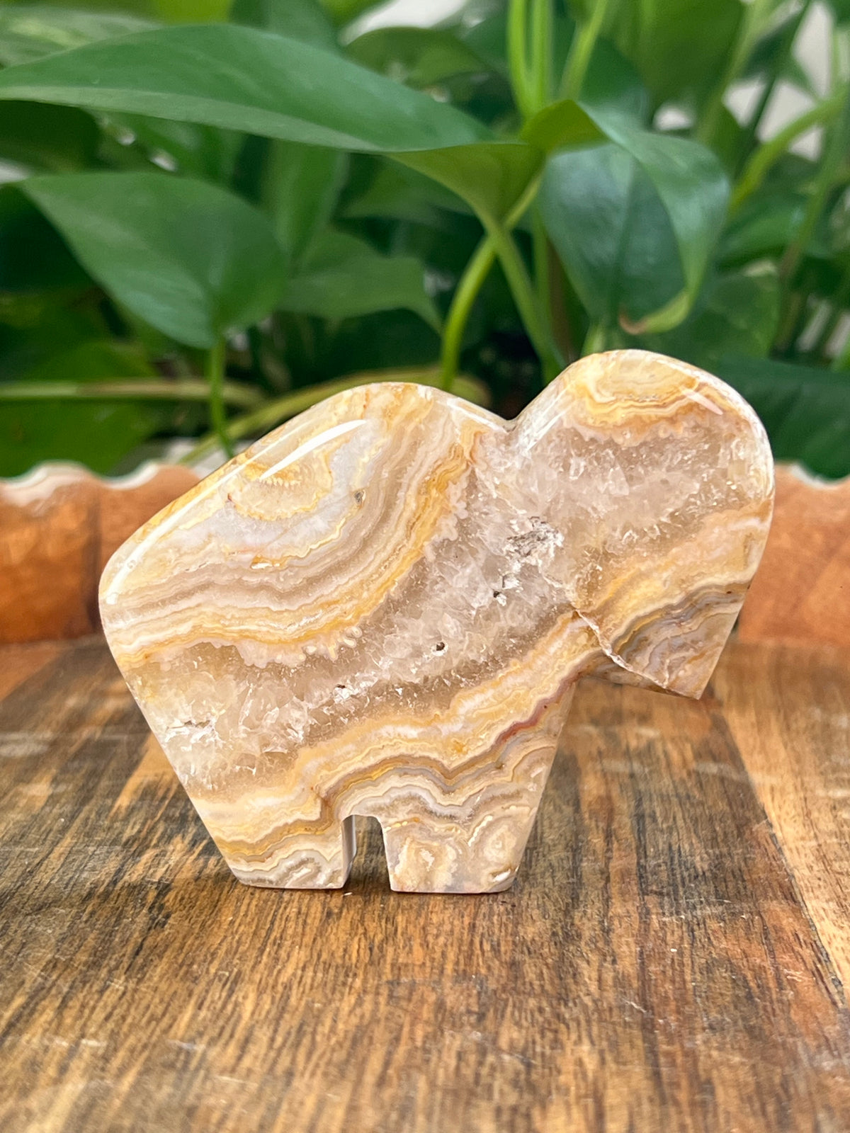 Crazy Lace Agate Buffalos