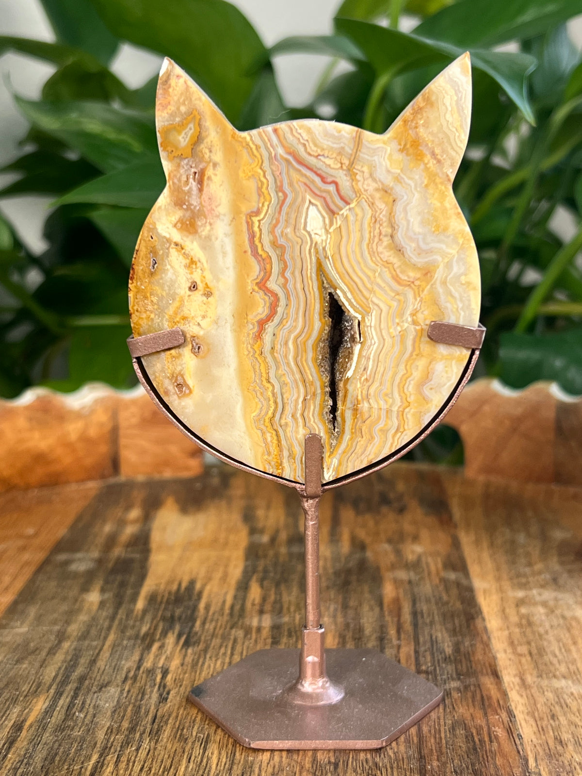 Yellow Crazy Lace Agate Cat Heads