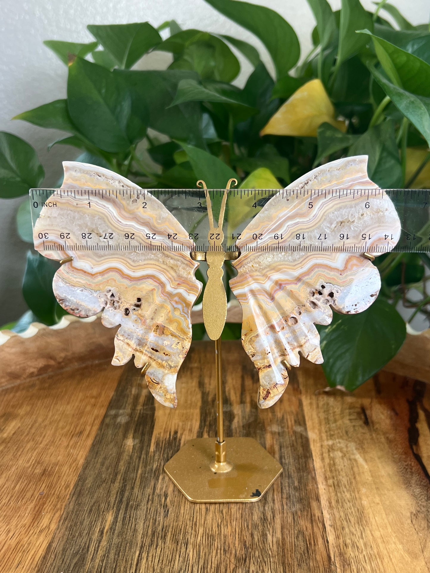 Yellow Crazy Lace Agate Wings G