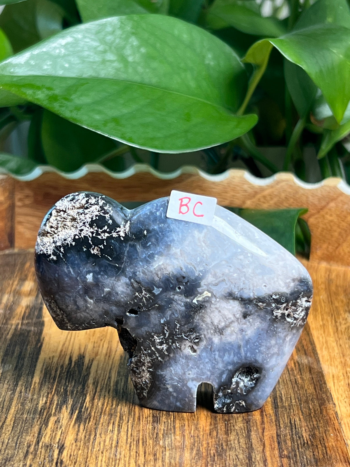 Blue Plume Agate Buffalos