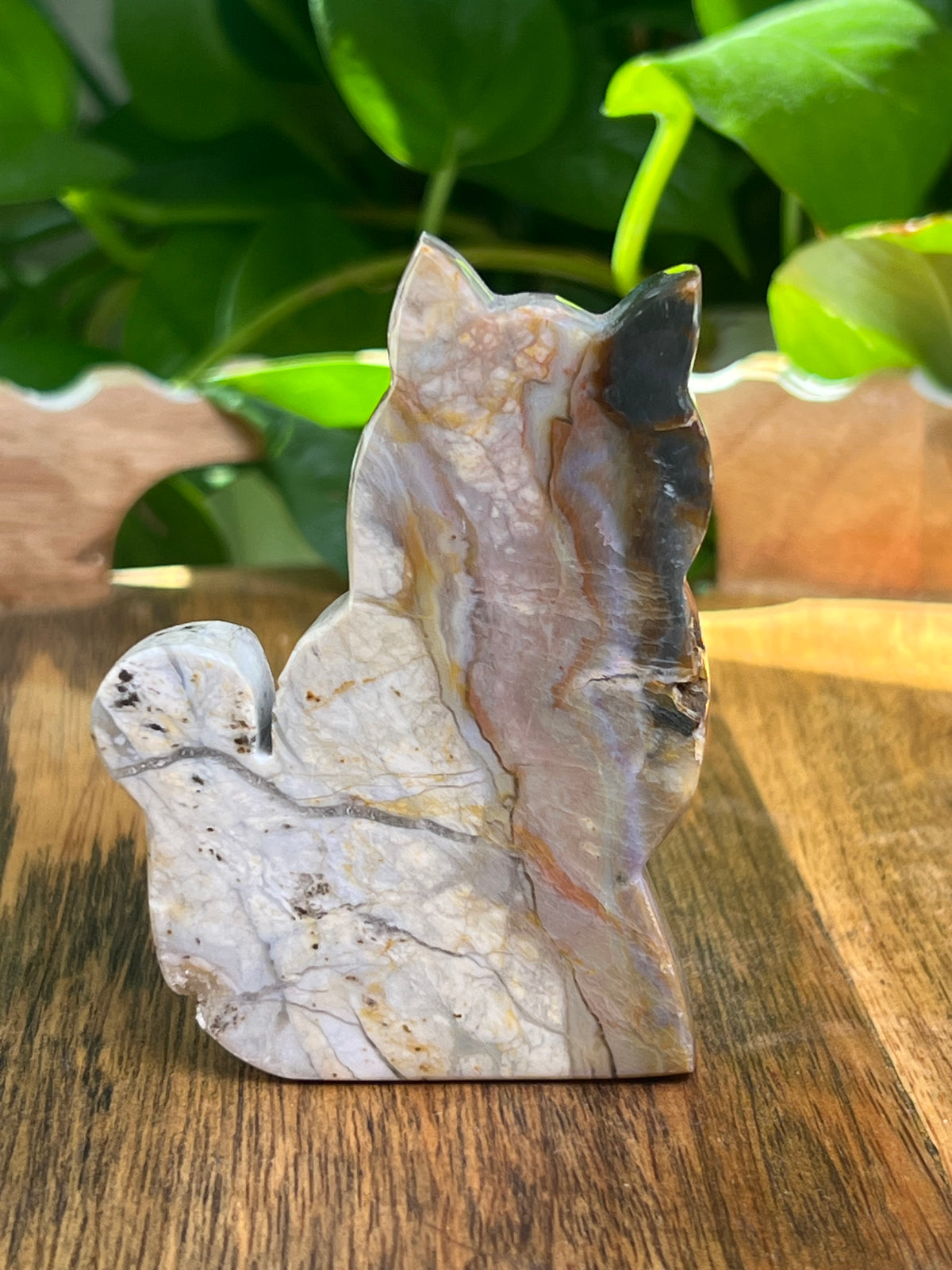 River Jasper Cat: PF