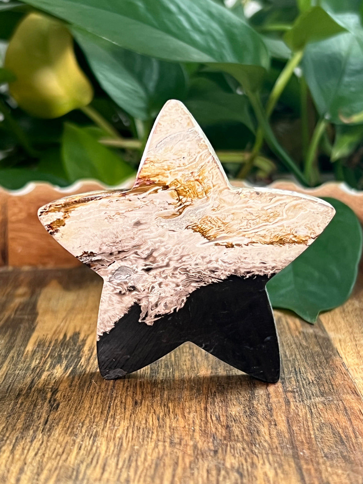 Palm Root Small Self Standing Stars
