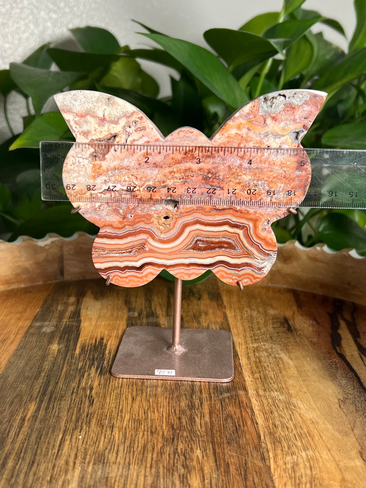 Crazy Lace Agate Butterfly: H