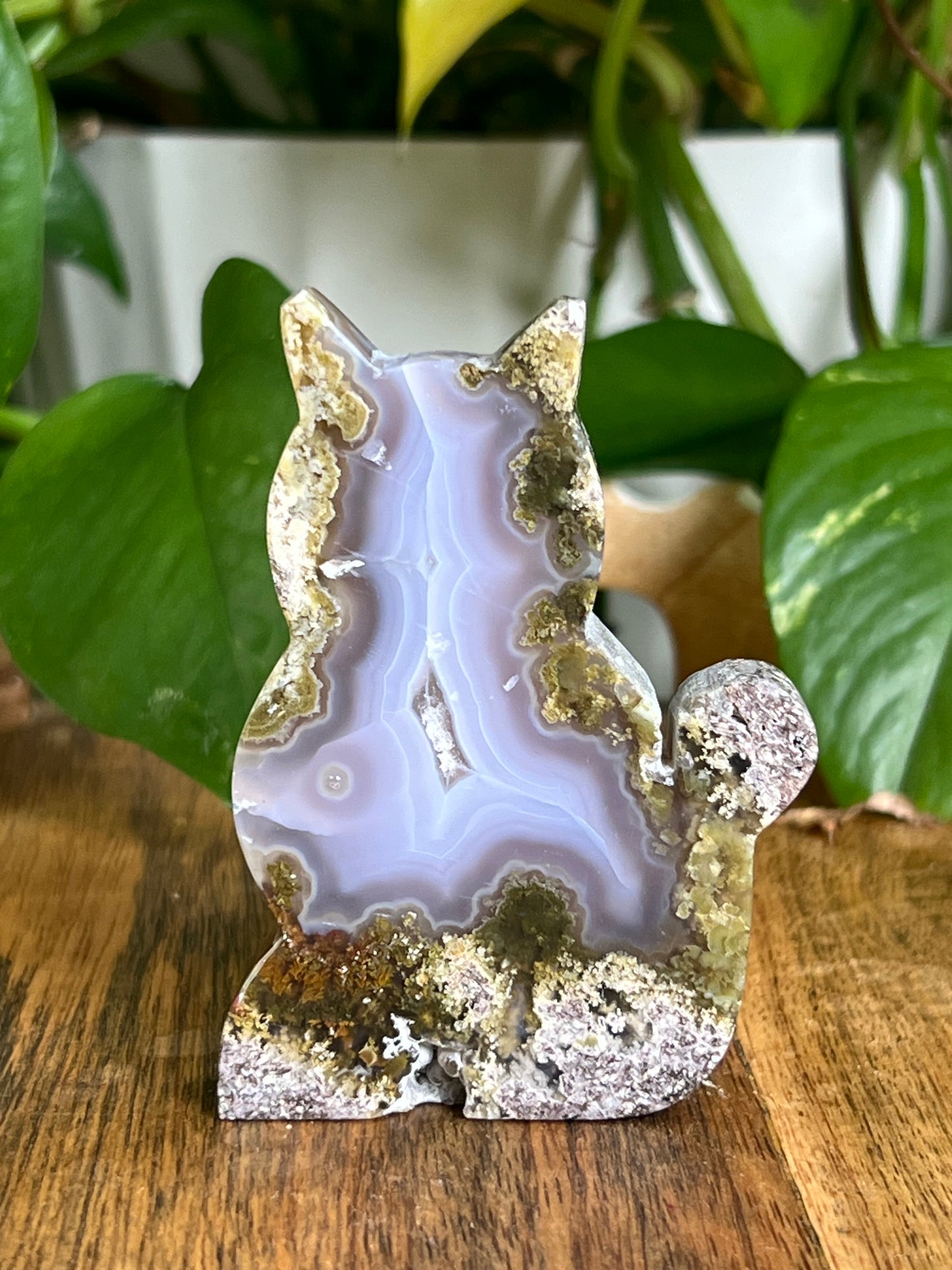 Scenic Moss Agate Cat HV