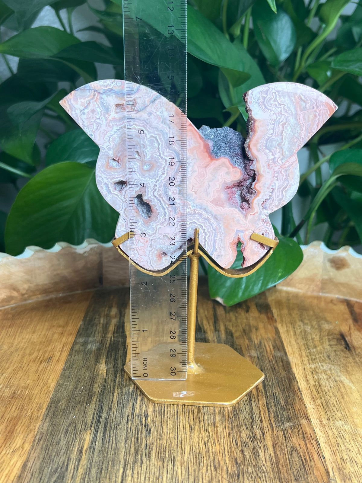 Crazy Lace Agate Butterfly: PG