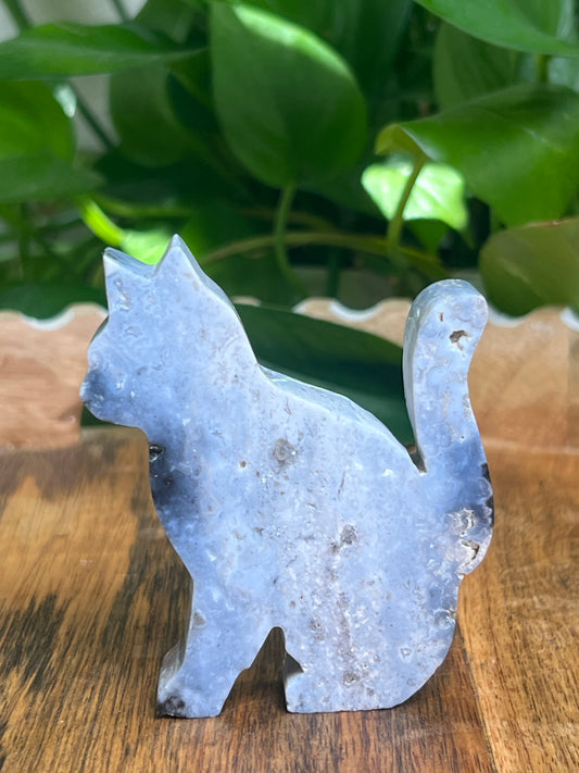 Blue Plume Agate Cat: AE