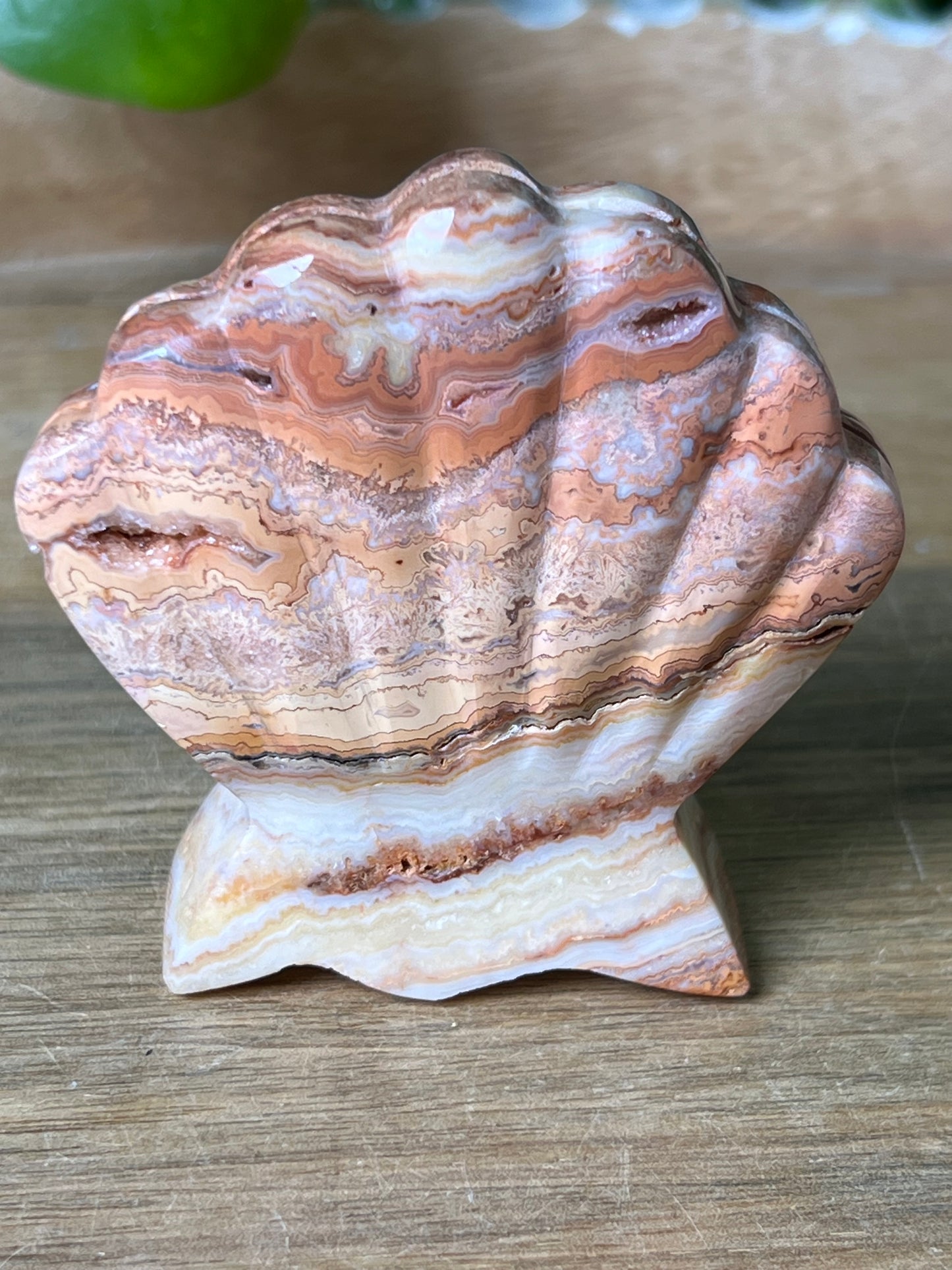 Crazy Lace Agate Shell