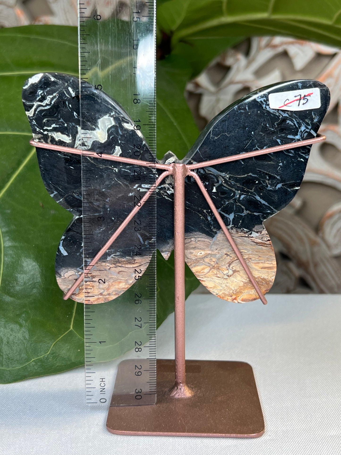 Palm Root Butterfly