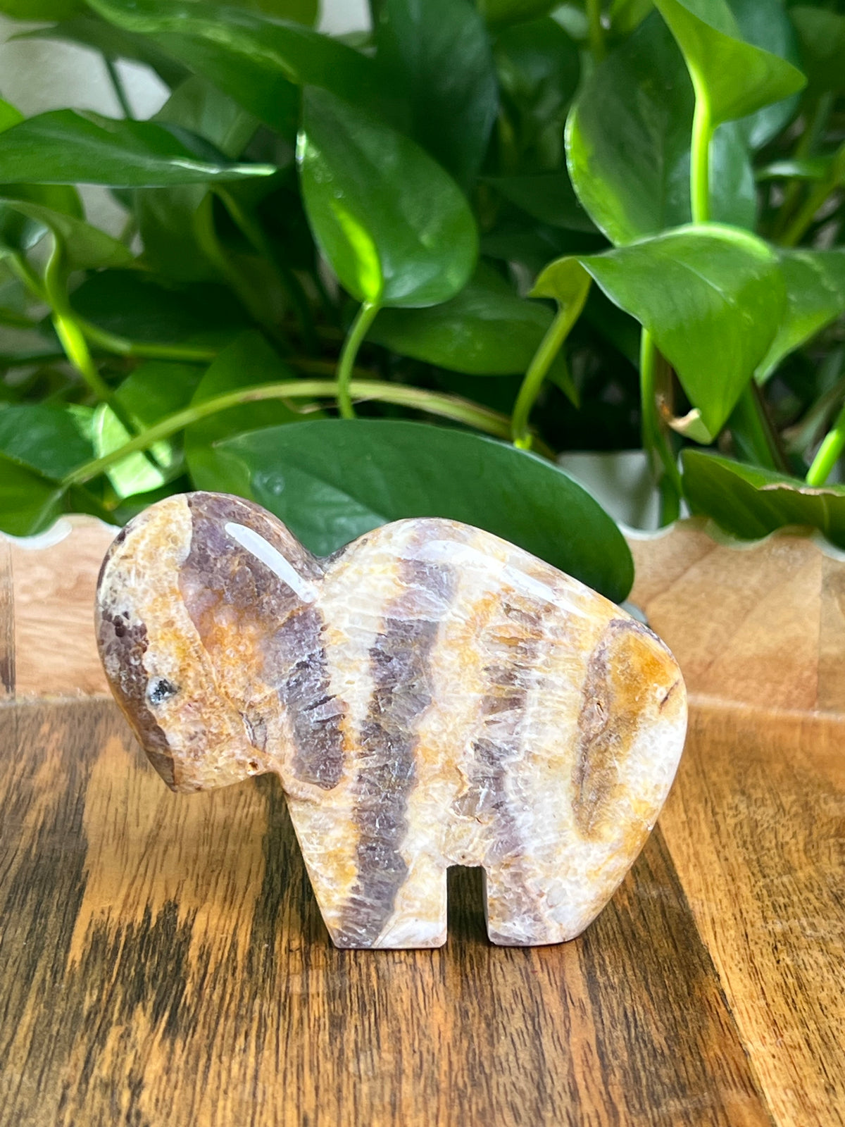 Indonesian Amethyst Buffalo: SA