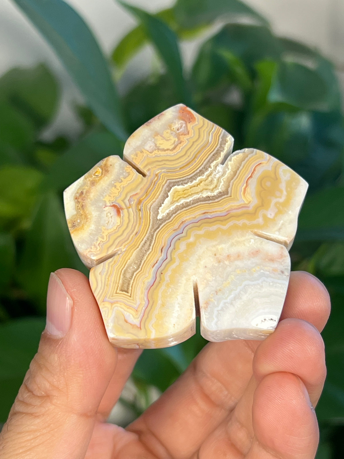 Crazy Lace Agate Flowers
