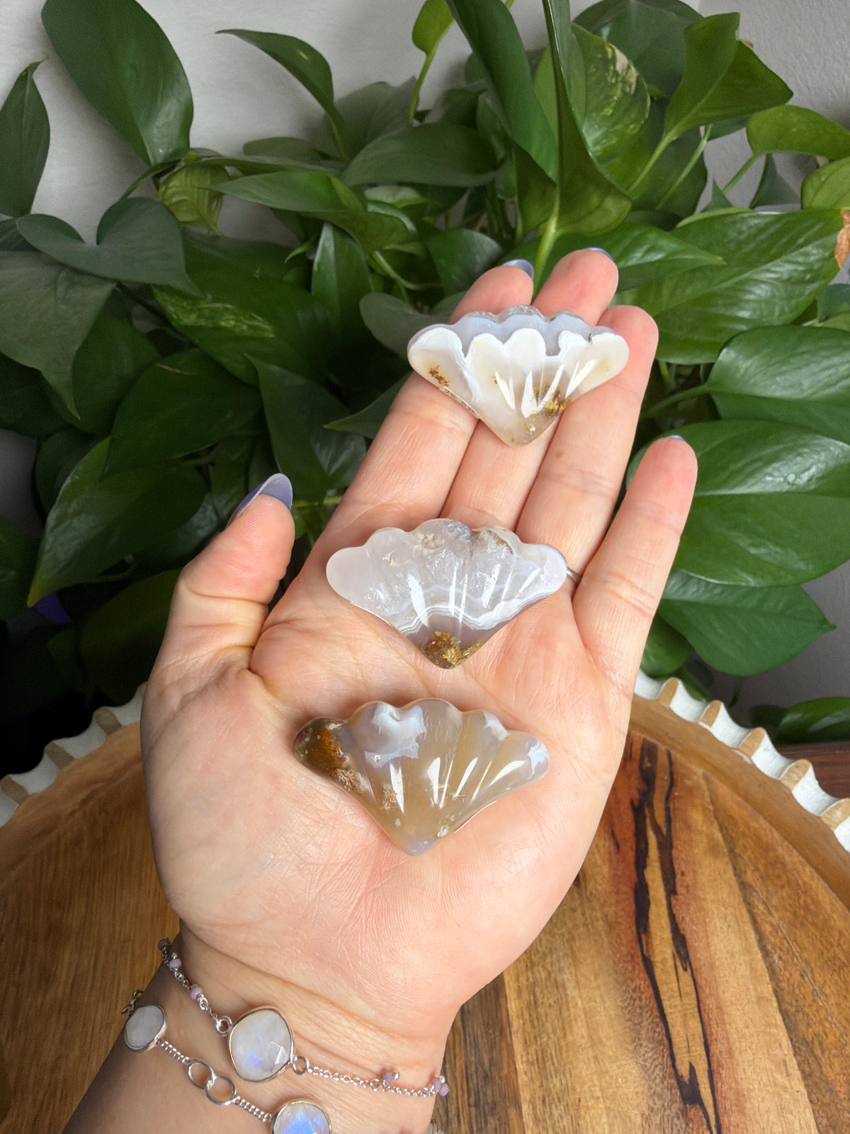 Scenic Moss Agate Shells