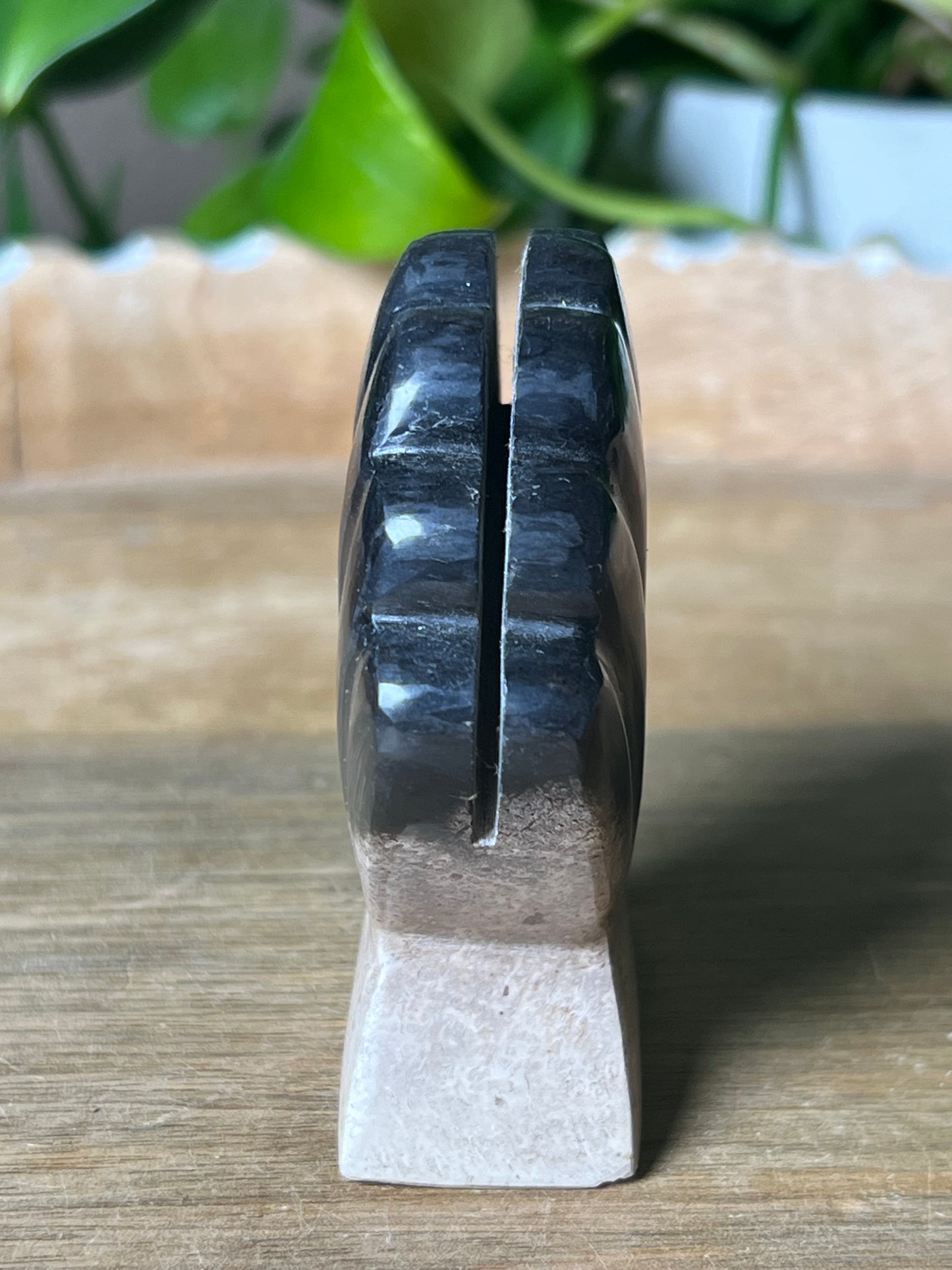Palm Root Shell
