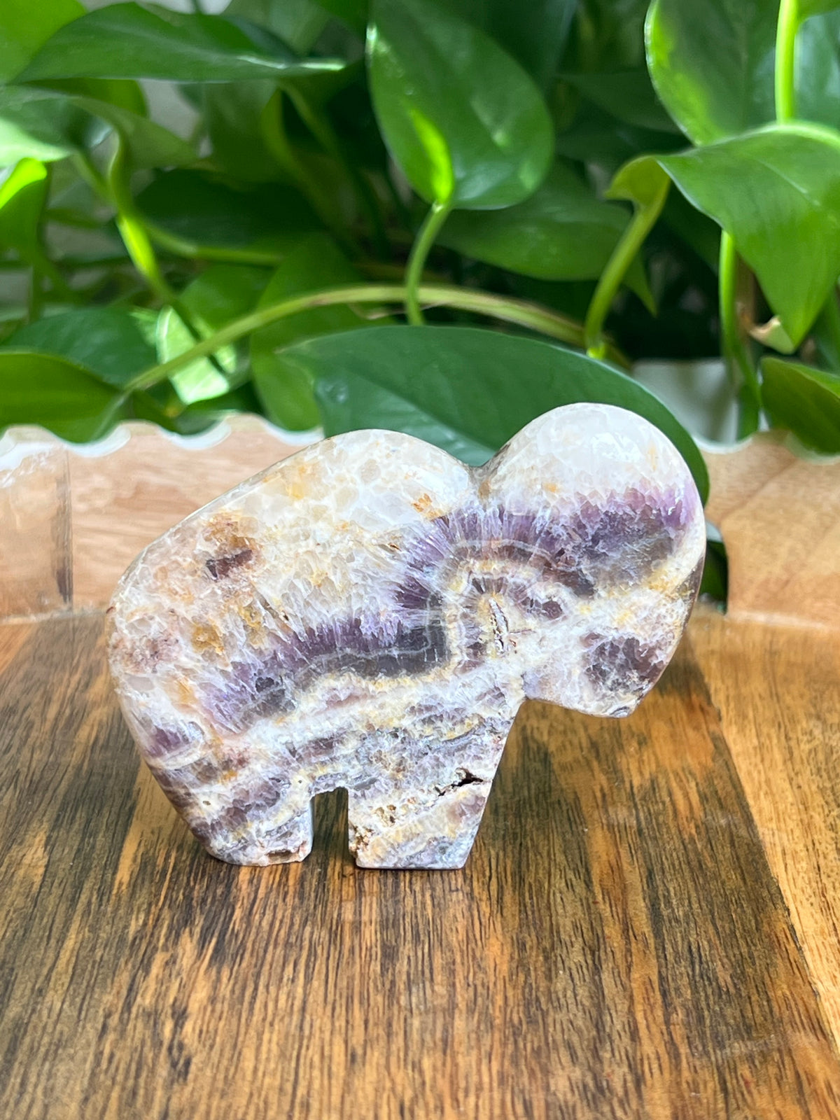 Indonesian Amethyst Buffalo: RC