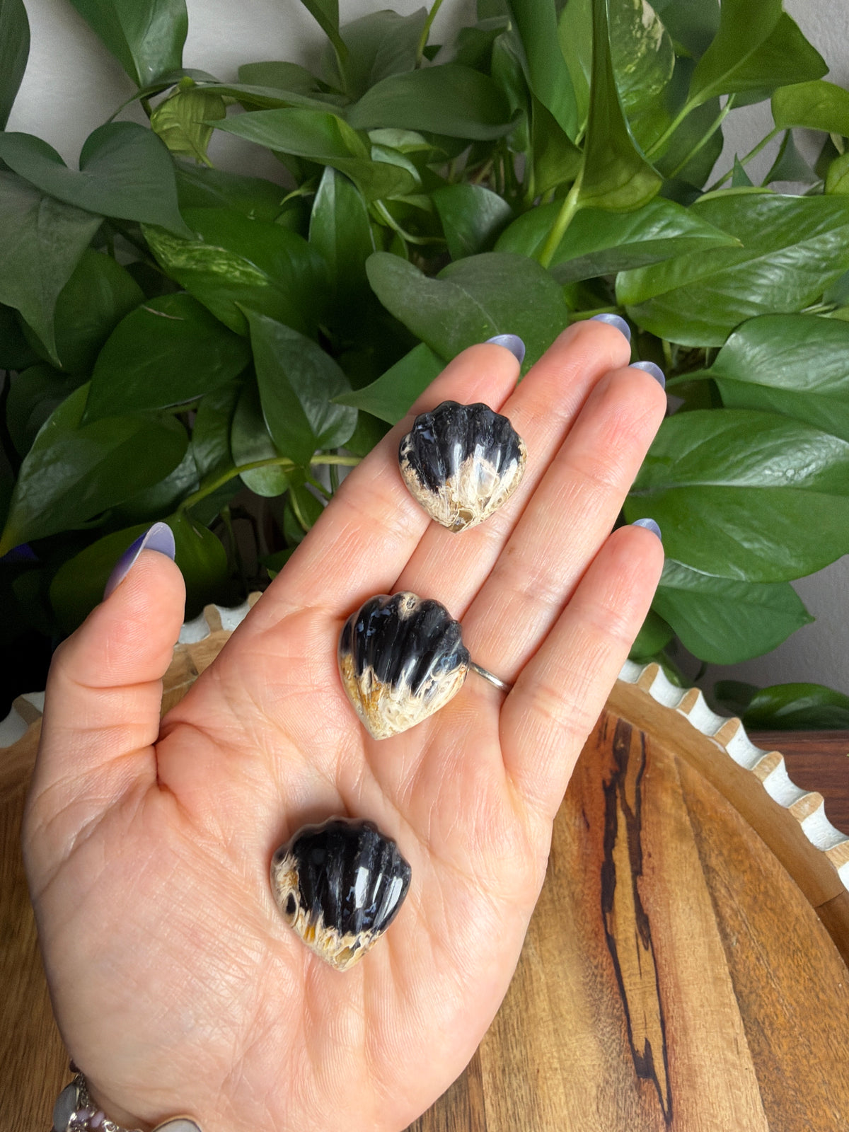 Palm Root Shells