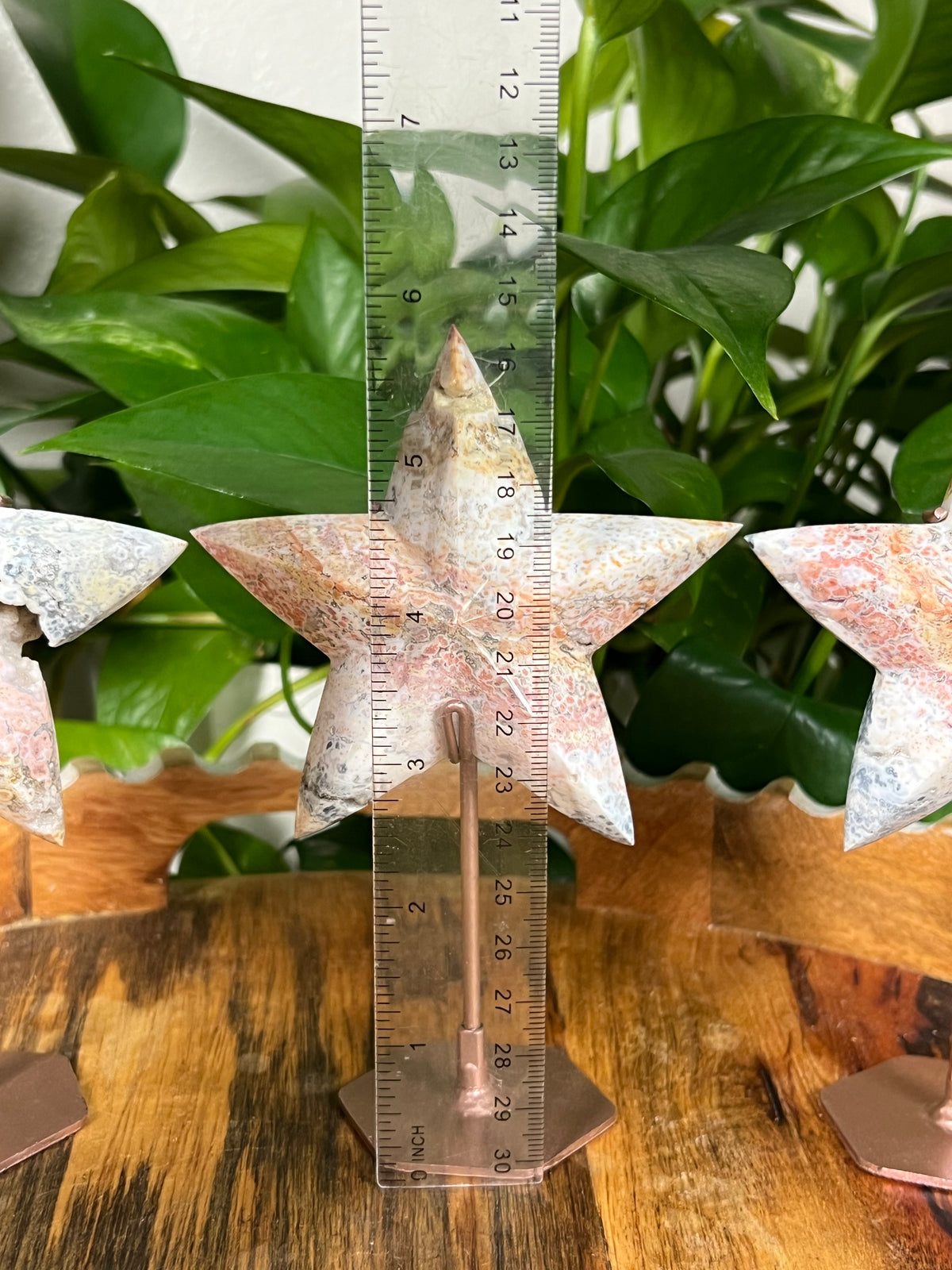 Sea Jasper Stars
