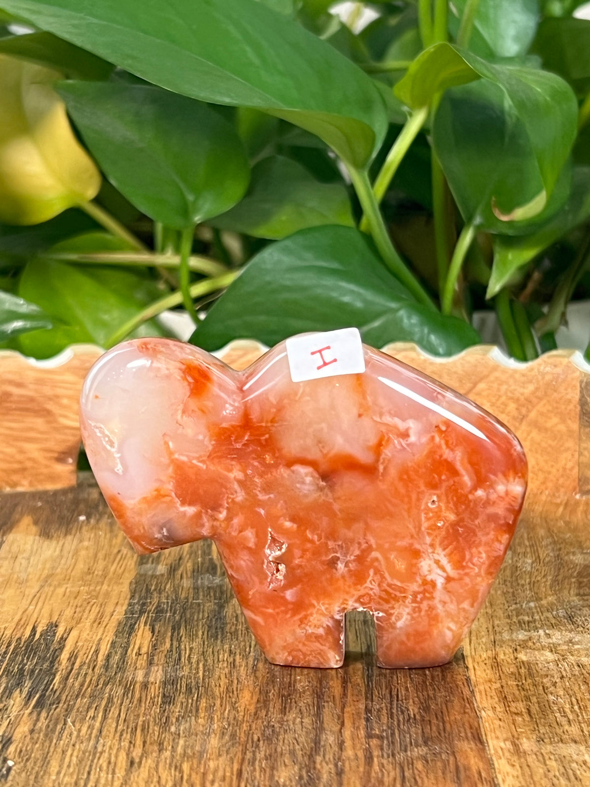 Red Carnelian Buffalos