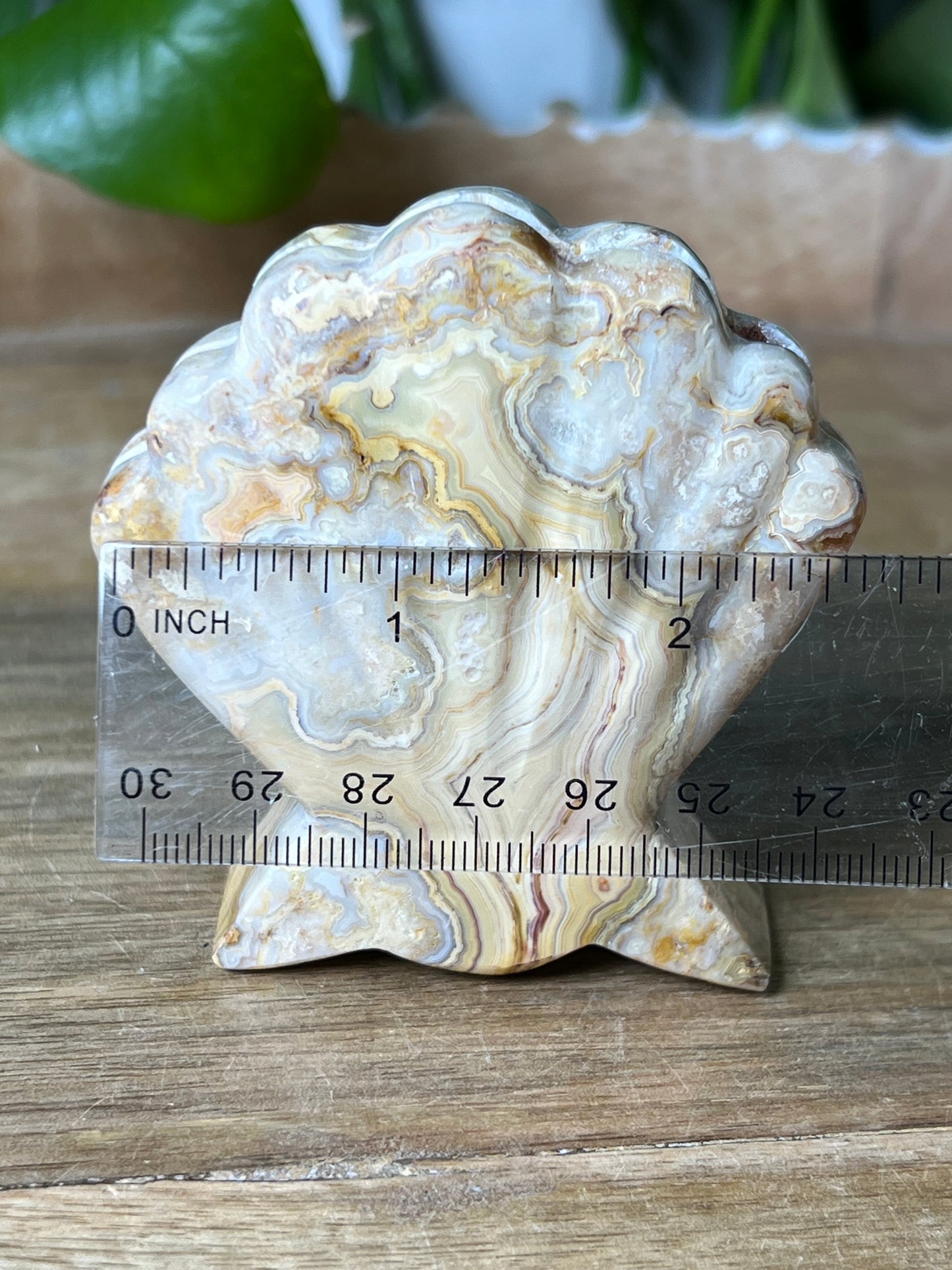 Crazy Lace Agate Shell