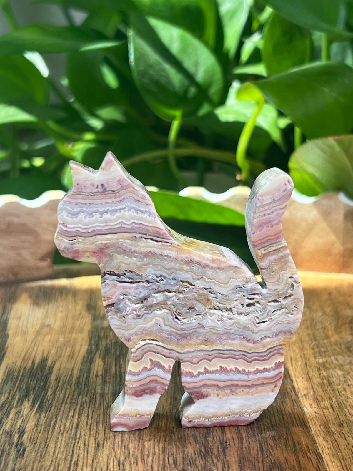 Crazy Lace Agate Cat: M