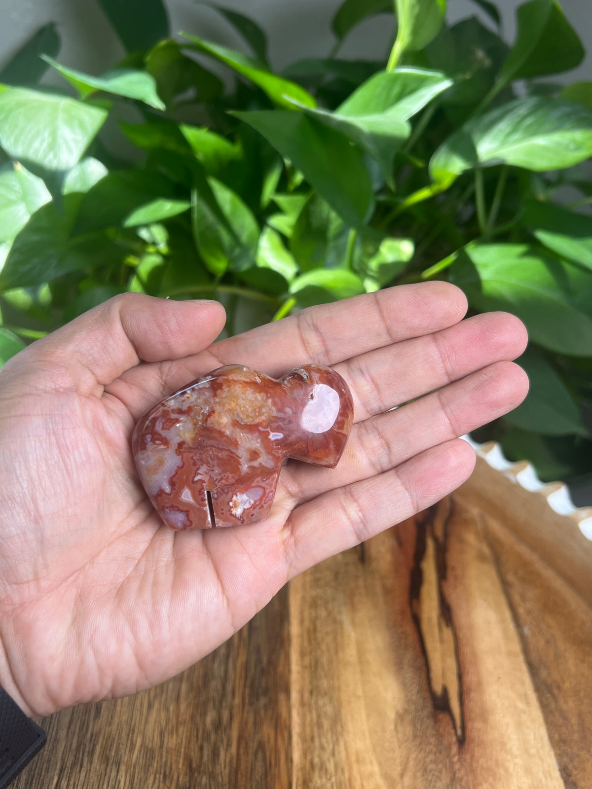 Carnelian Mini Buffalo: Bi
