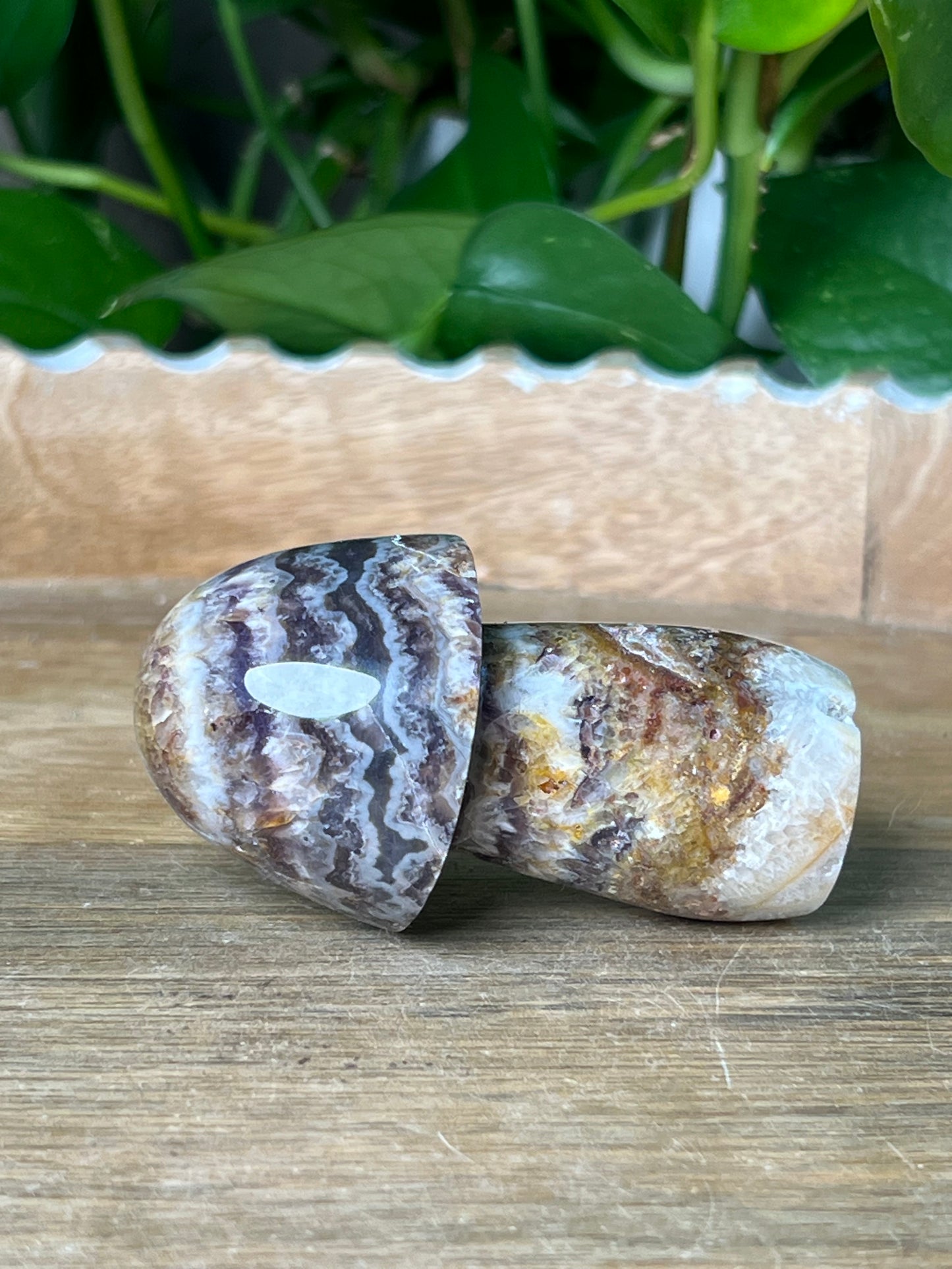 Indonesian Amethyst Mushroom: TD
