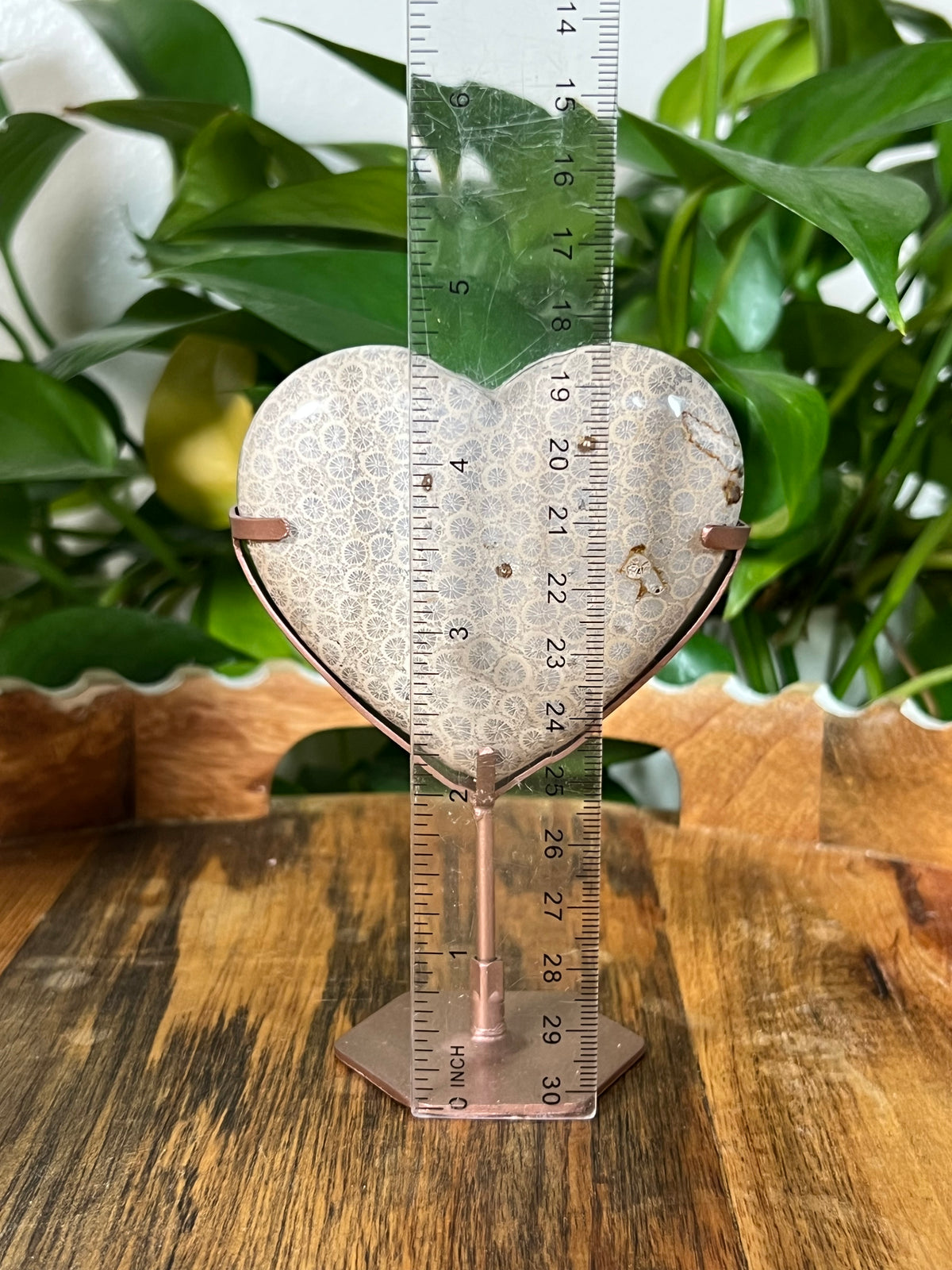 Fossil Coral Hearts