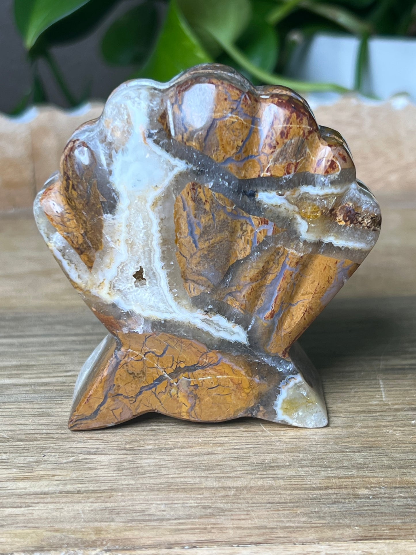 Brecciated Jasper Shell