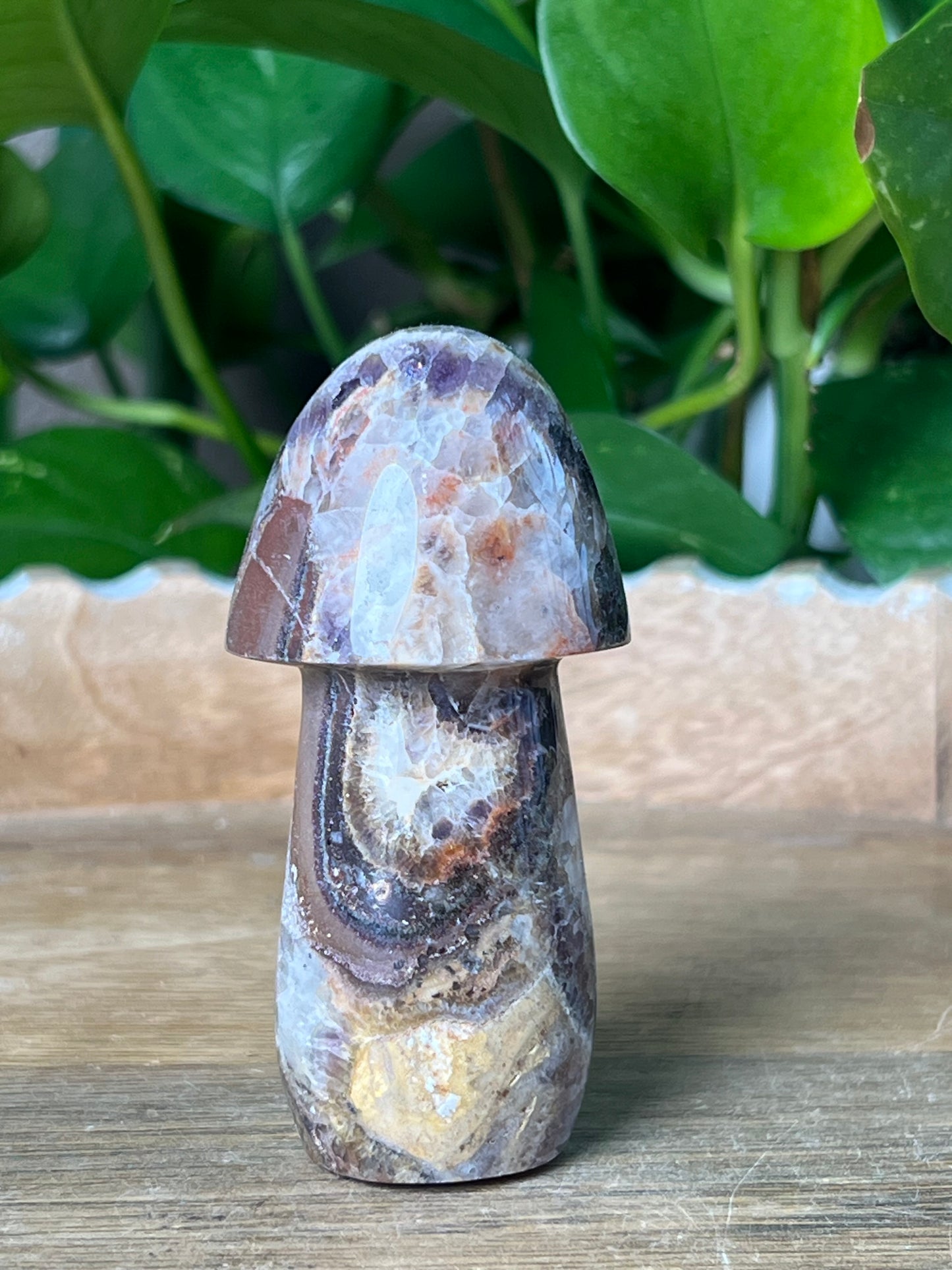 Indonesia Amethyst Mushroom: TE