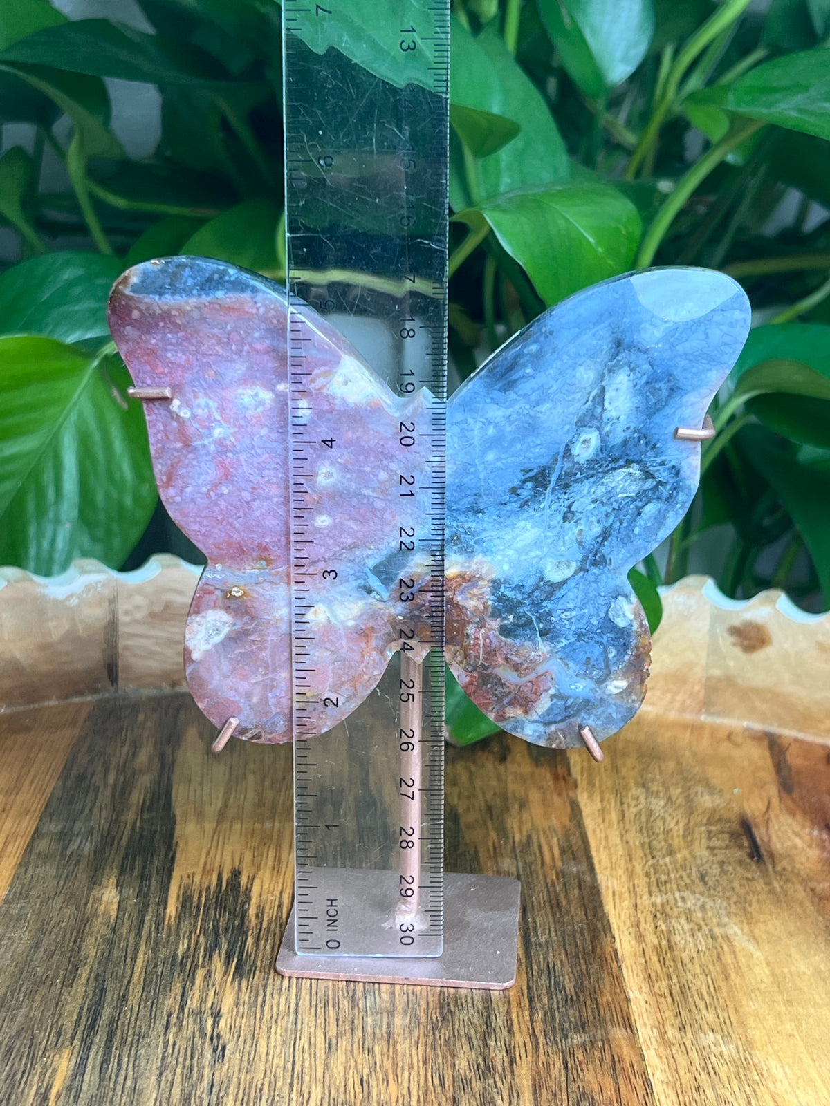 River Jasper Butterfly: KB