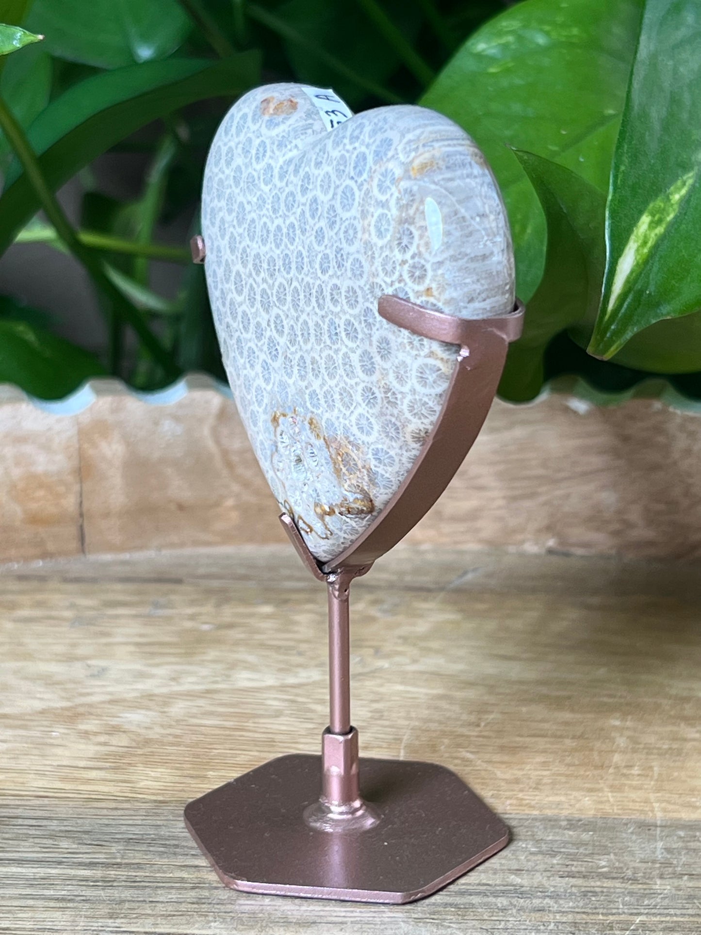 Fossil Coral Heart