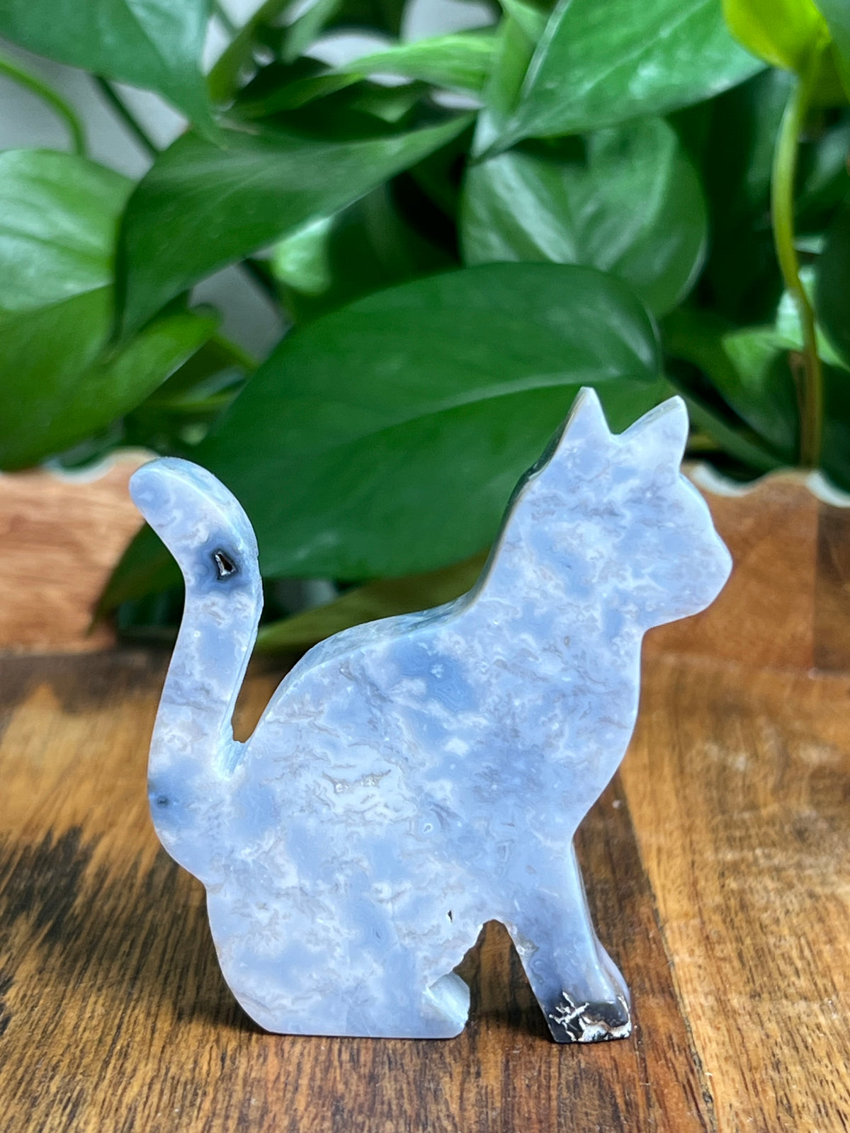 Blue Plume Agate Cat: LC